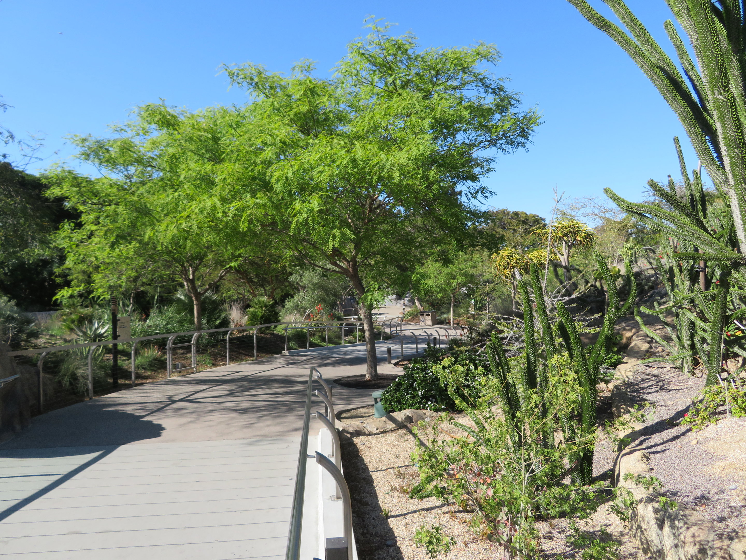 Africa Rocks - Path/Plantings
