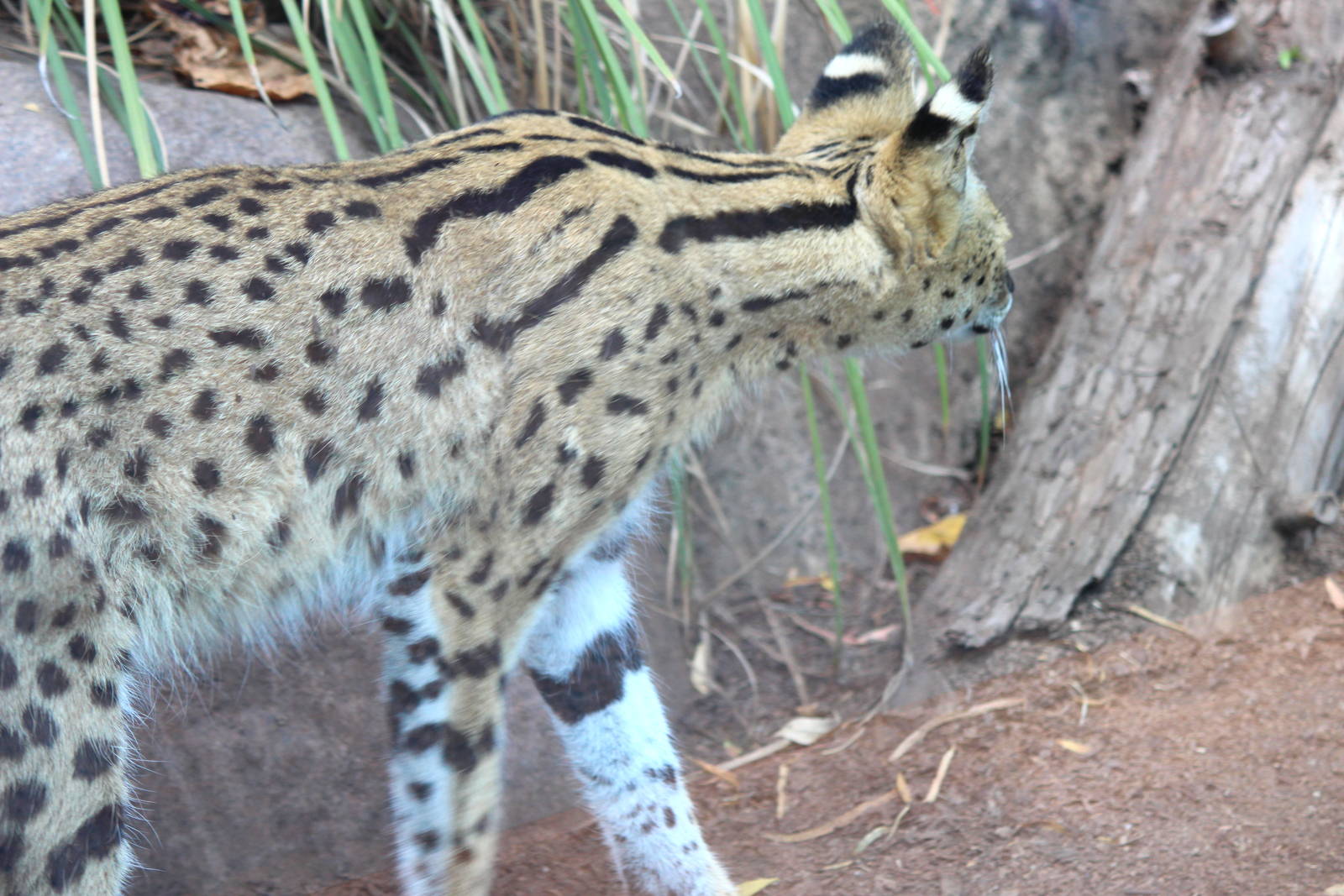 Africa Rocks - Serval