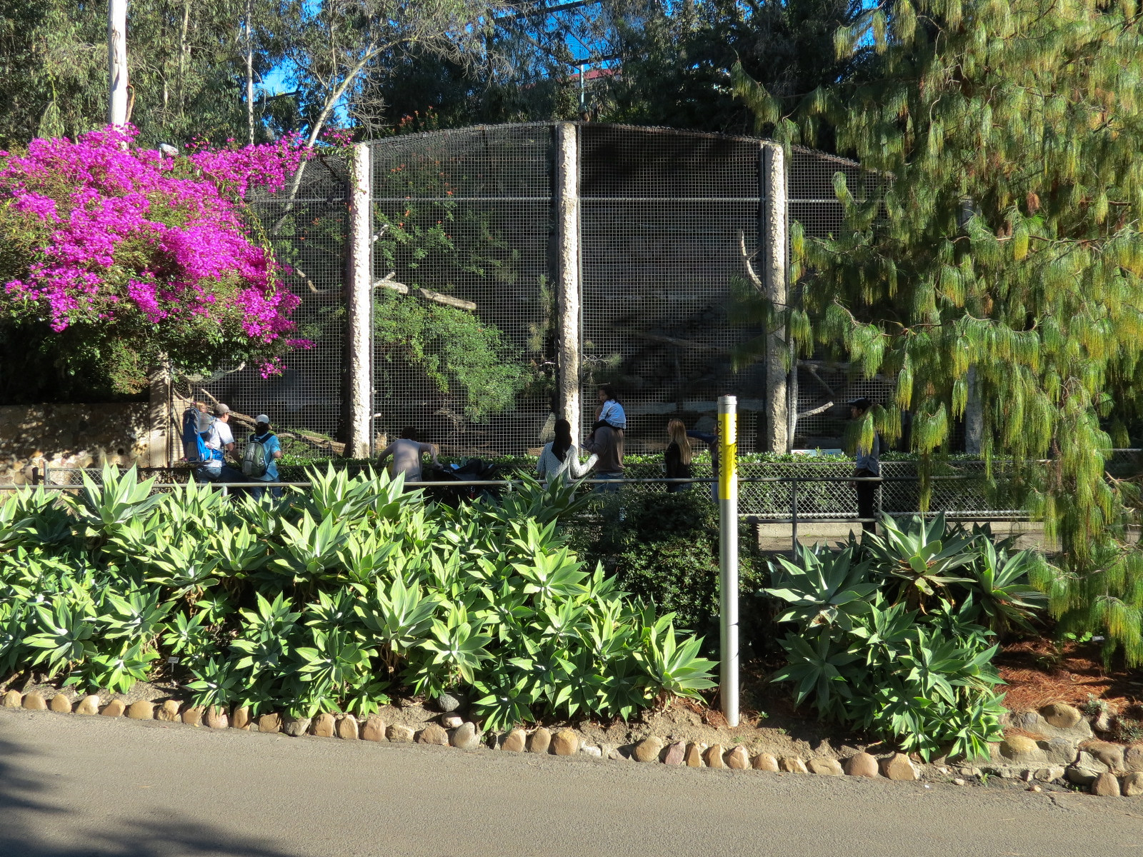 Africa Rocks - Siberian Lynx Exhibit
