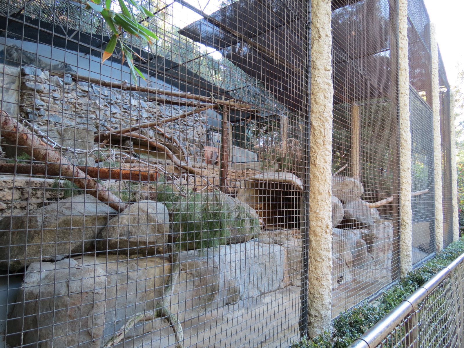 Africa Rocks - Snow Leopard Exhibit