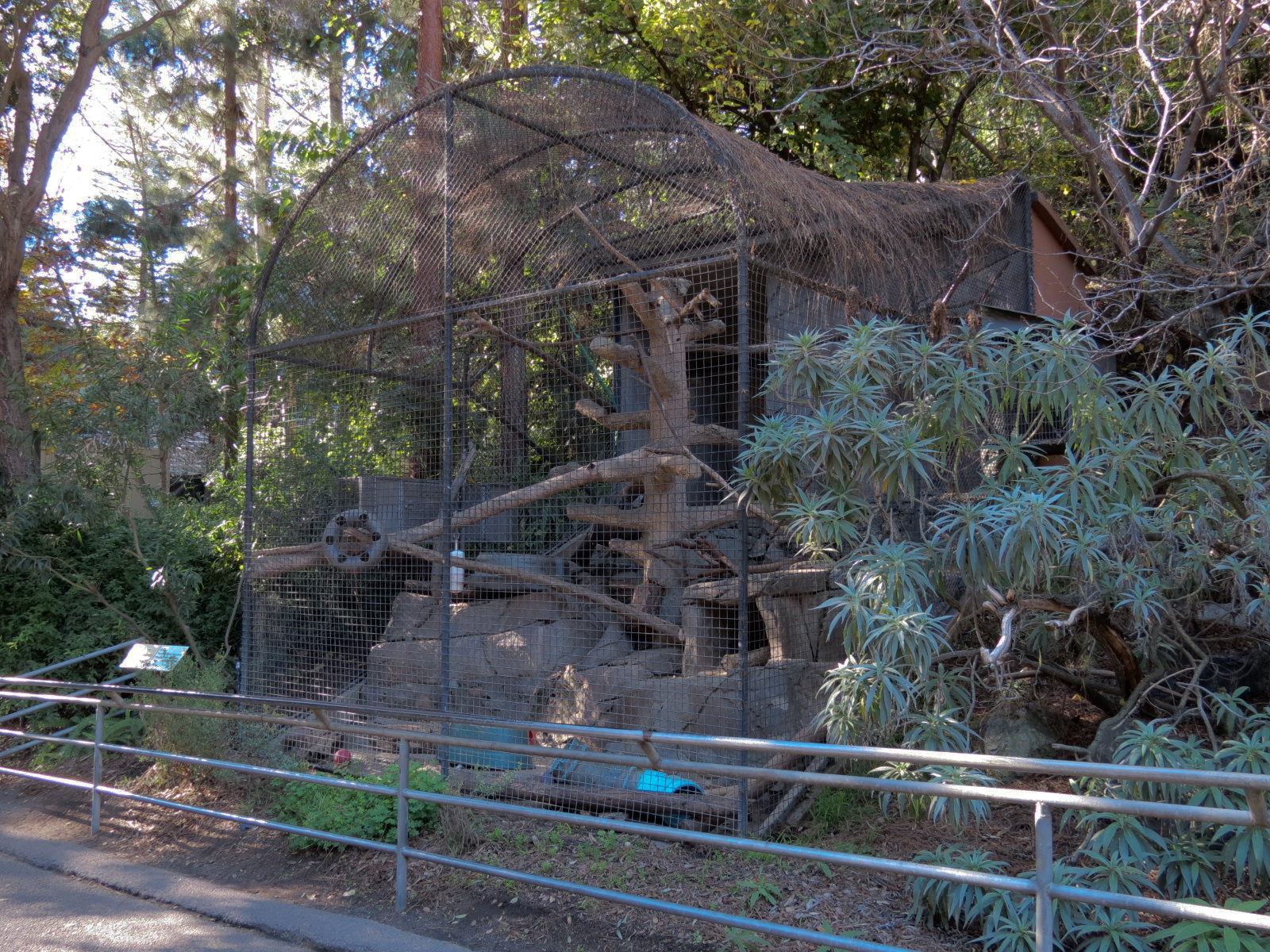 Africa Rocks - Southern Ratel Exhibit