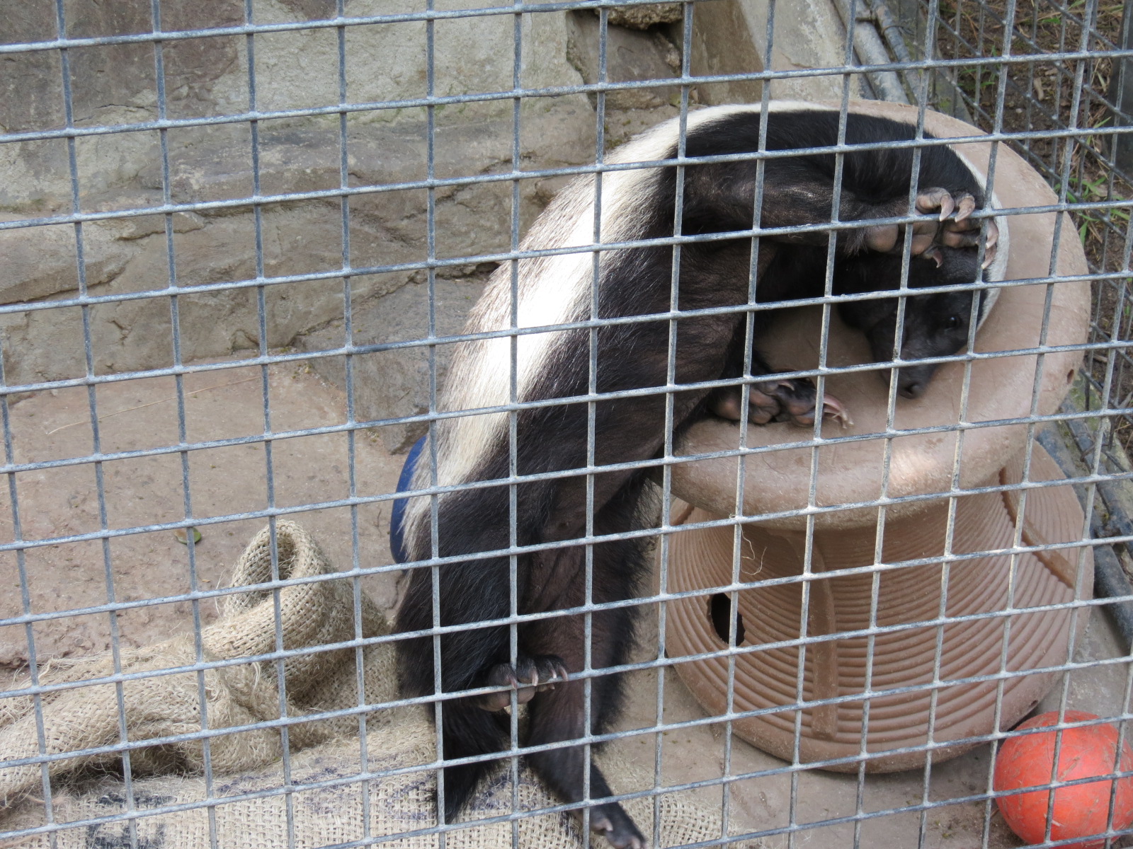 Africa Rocks - Southern Ratel Exhibit