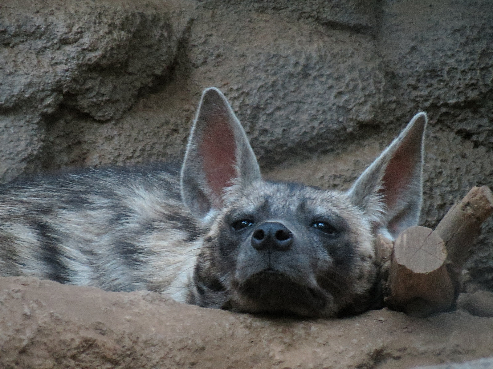Africa Rocks - Sudanese Striped Hyena Exhibit