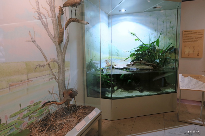 Africa room with lungfish tank