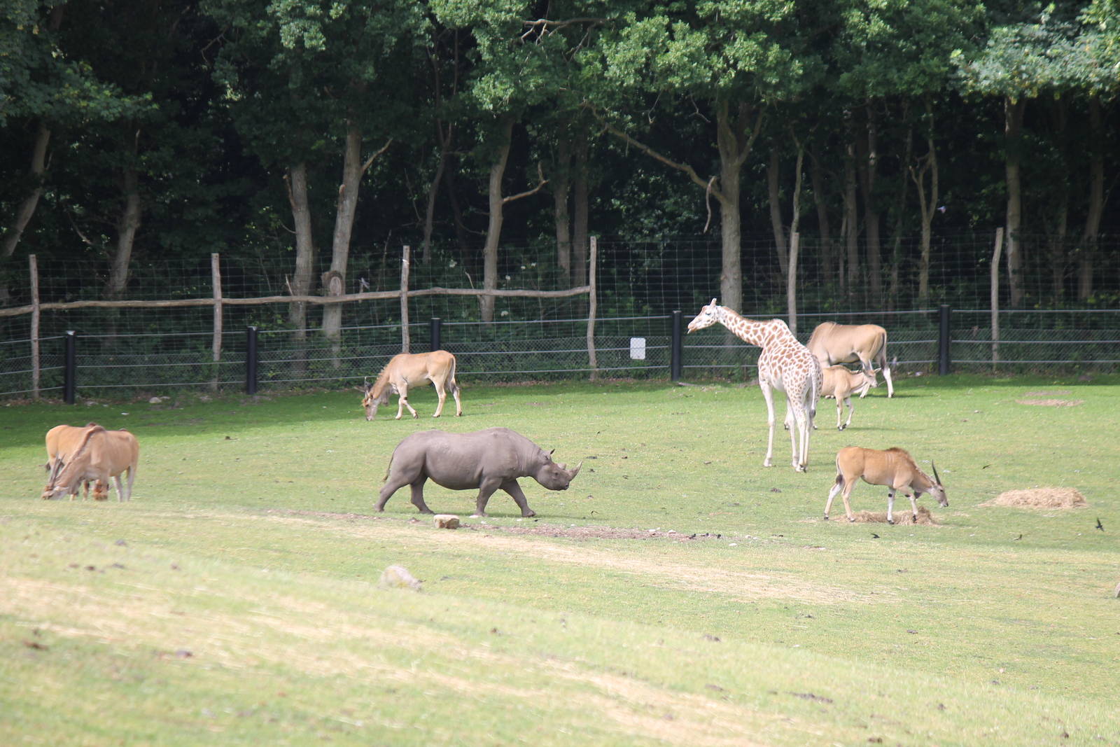 Africa - Rothschild's giraffe, Common eland and Eastern black rhinoceros