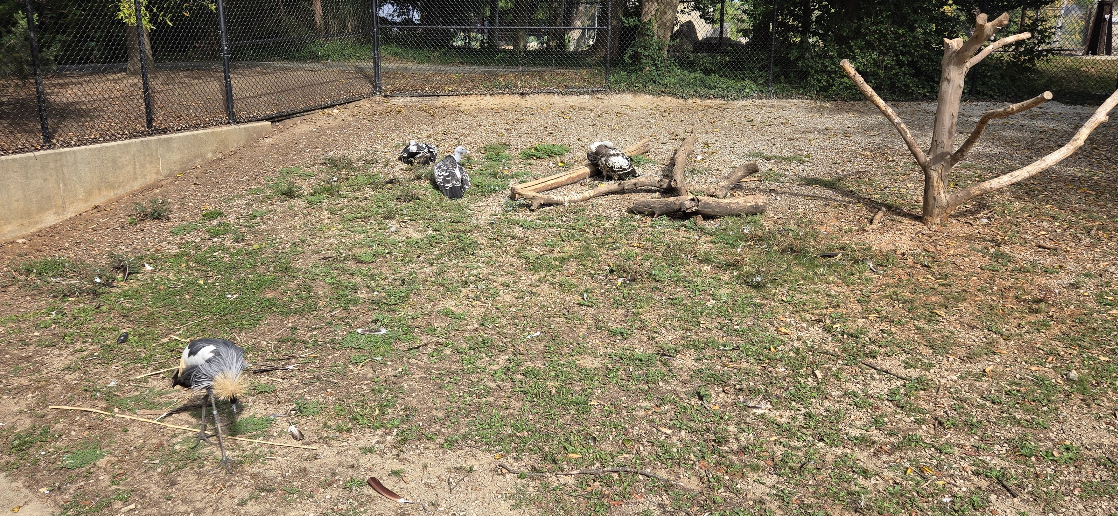 Africa - Ruppell's griffon vulture, East African crowned crane