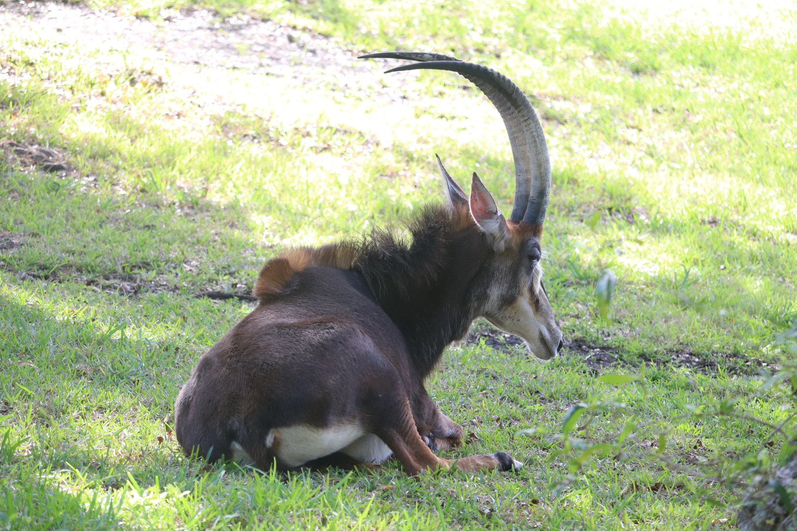 Africa - Sable Antelope