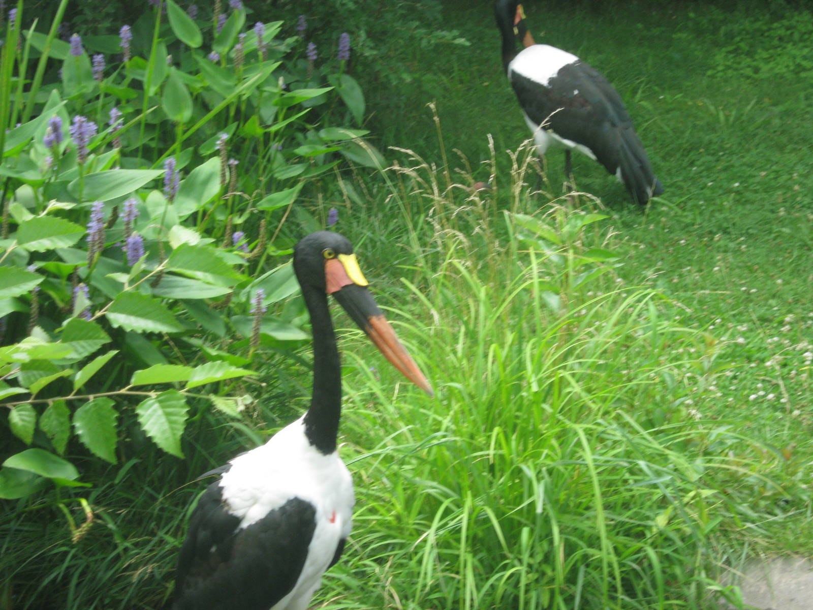 Africa-Saddle-bill Stork