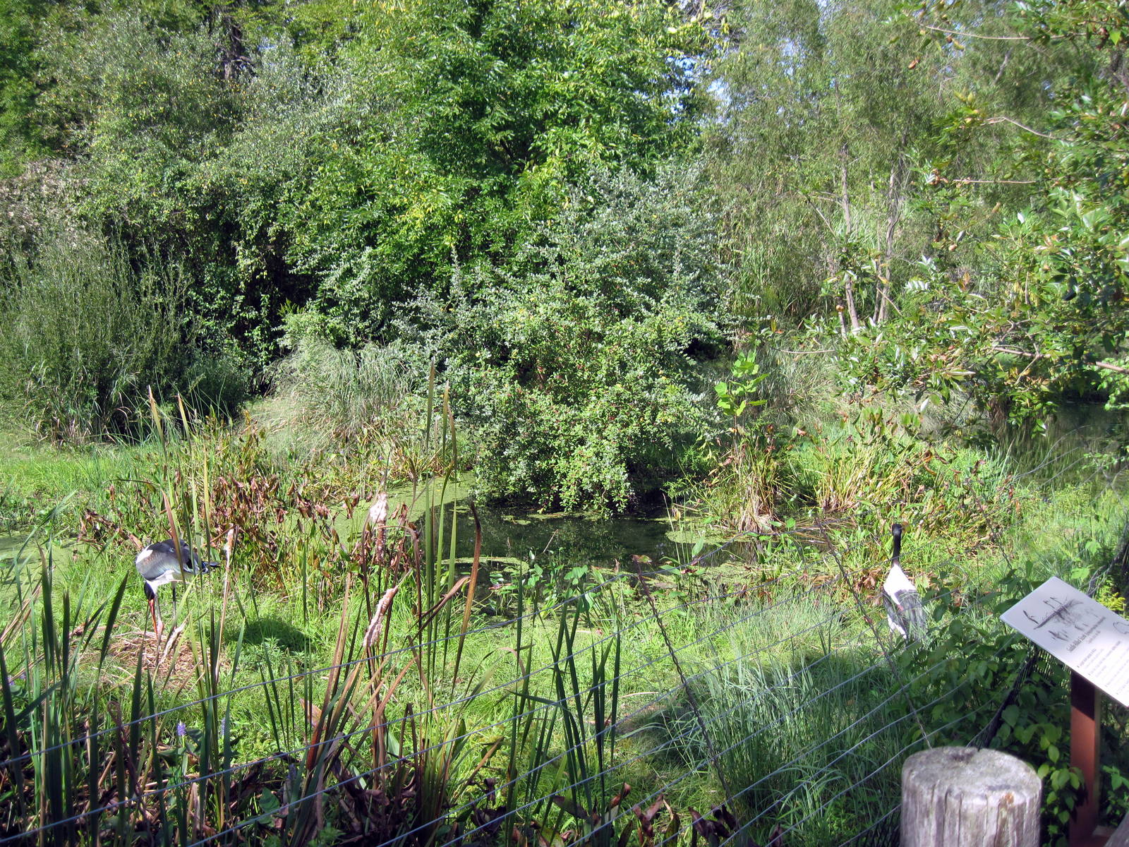 Africa-Saddle-billed Stork Exhibit