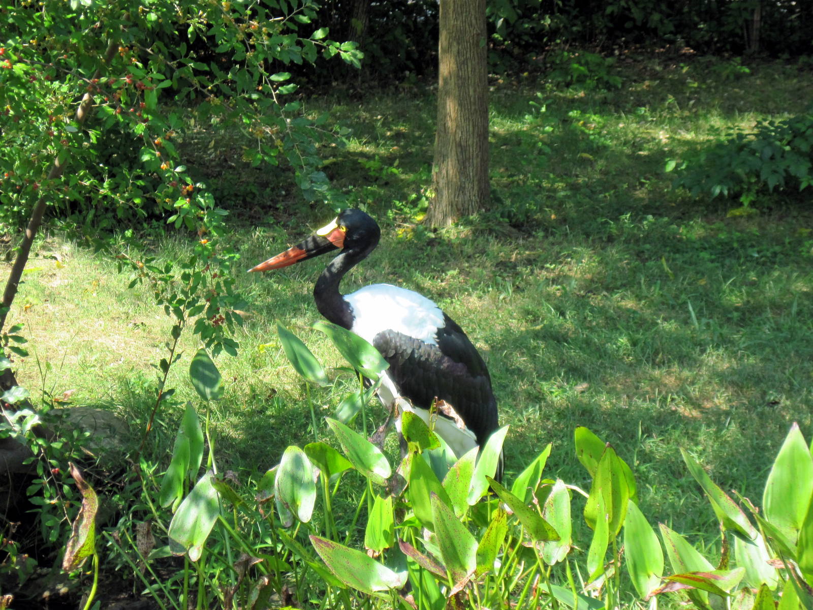 Africa-Saddle Billed Stork