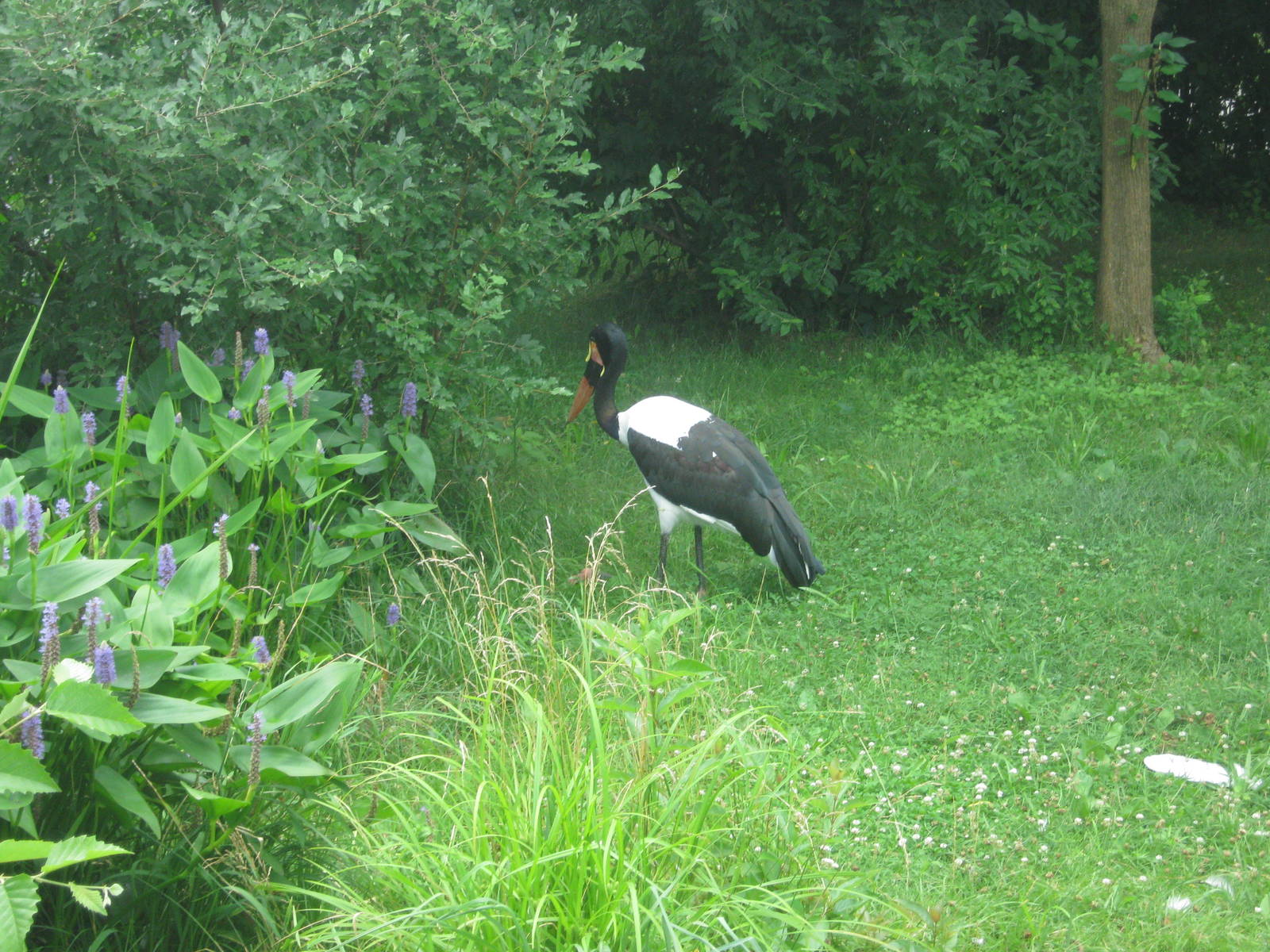 Africa-Saddle-billed Stork