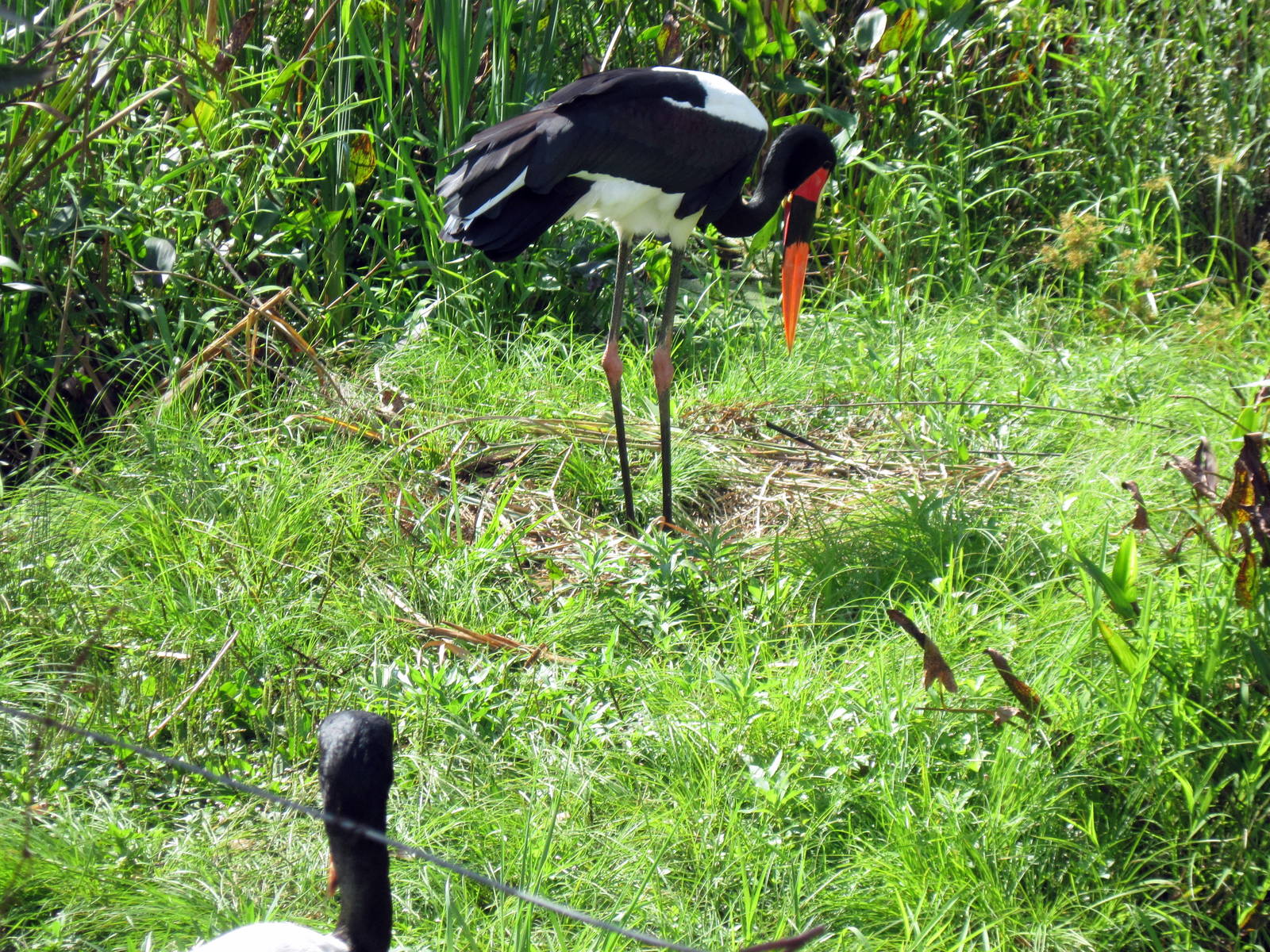 Africa-Saddle-billed Stork