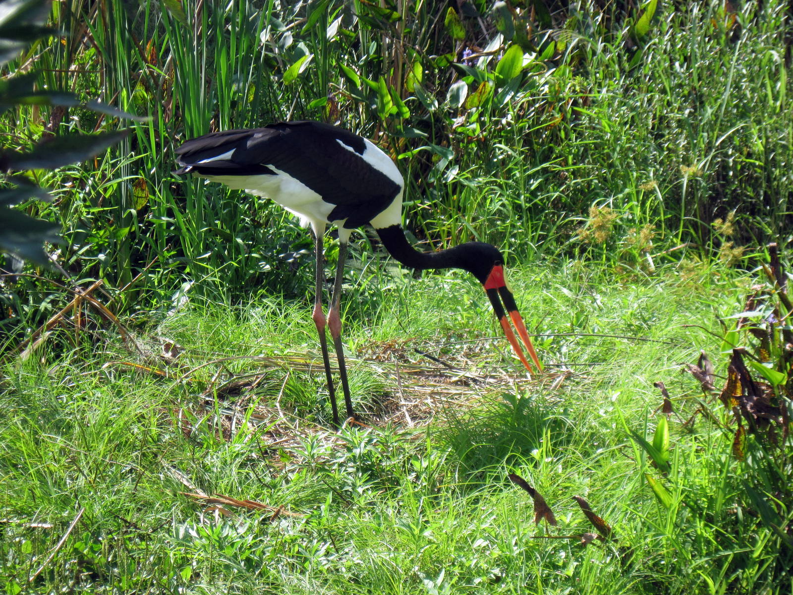 Africa-Saddle-billed Stork