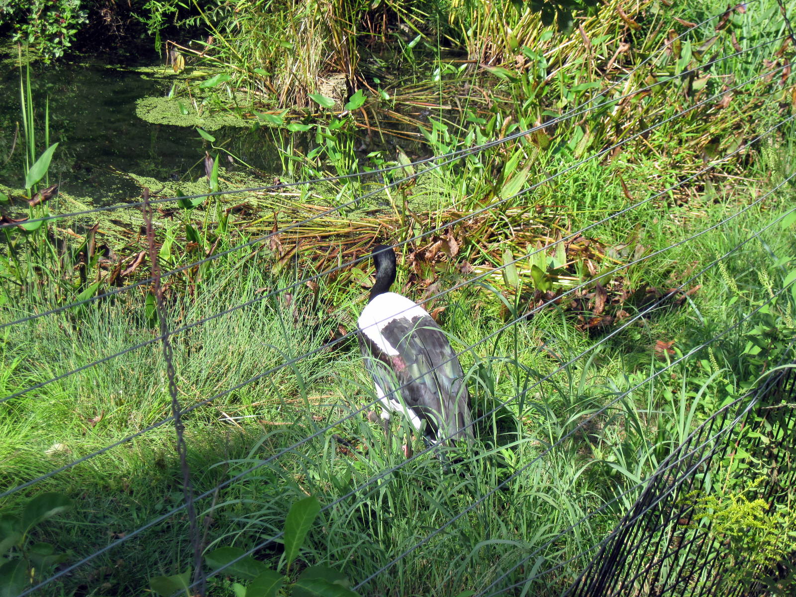 Africa-Saddle-billed Stork