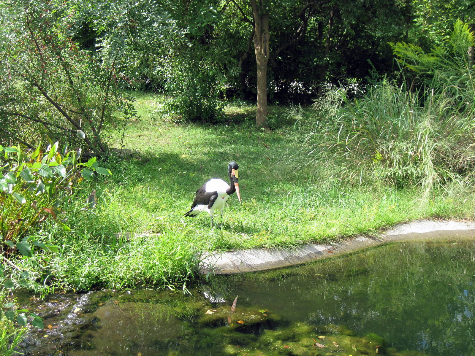 Africa-Saddle-billed Stork