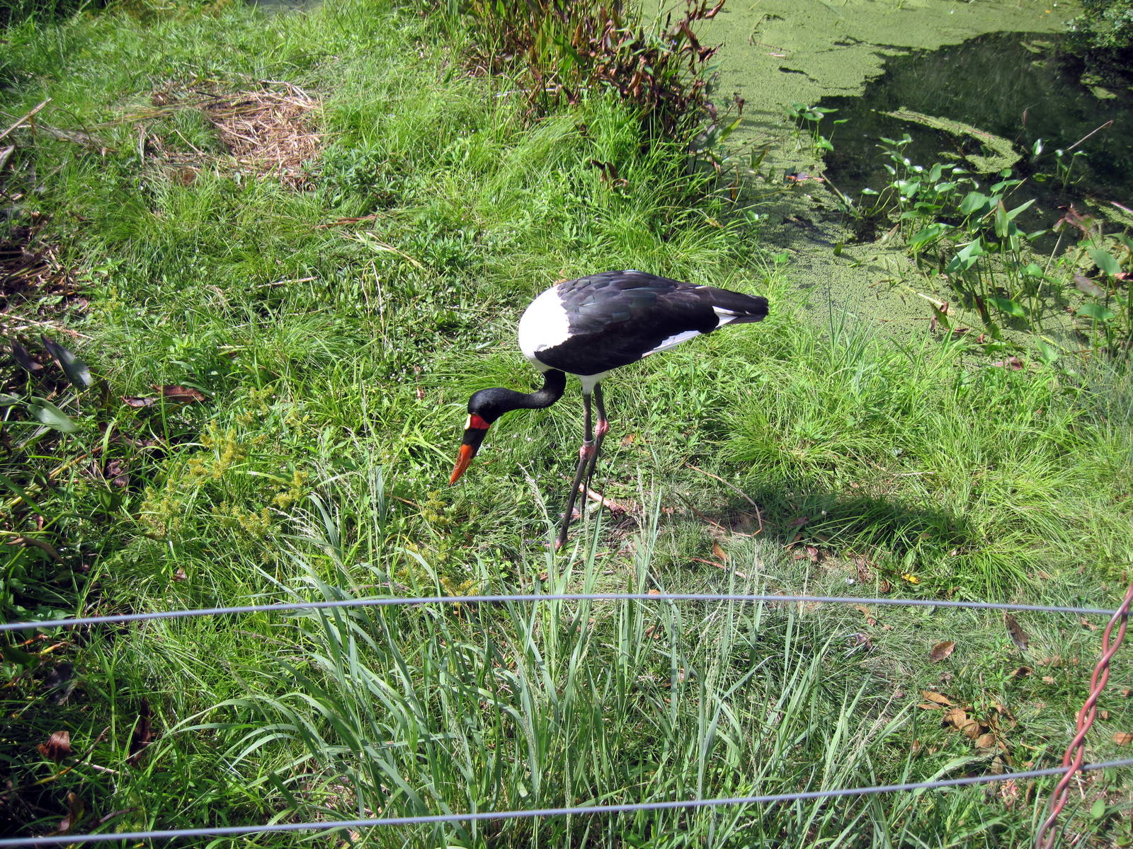 Africa-Saddle-billed Stork