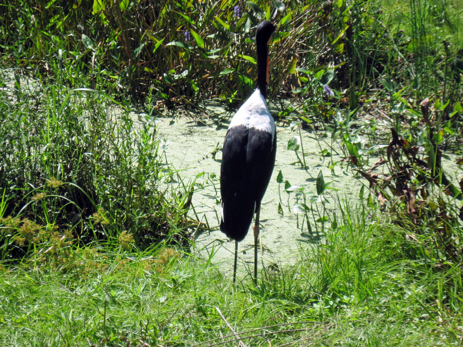 Africa-Saddle-billed Stork