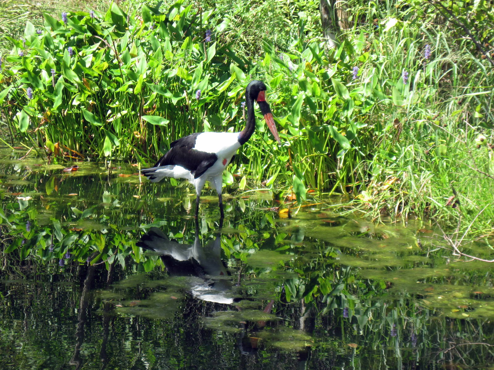 Africa-Saddle-billed Stork