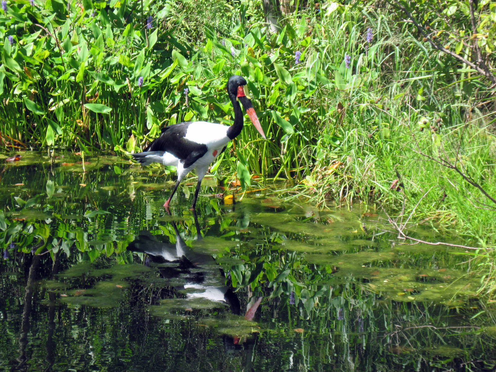 Africa-Saddle-billed Stork