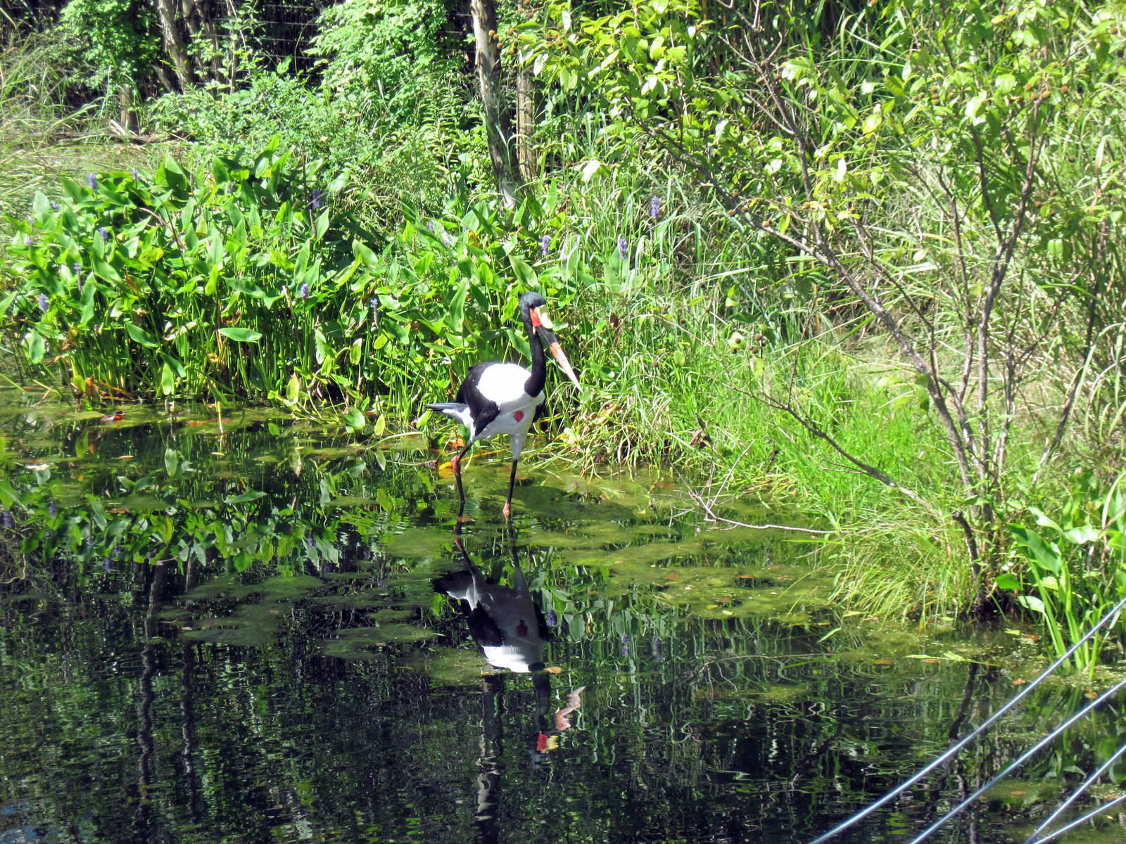 Africa-Saddle-billed Stork