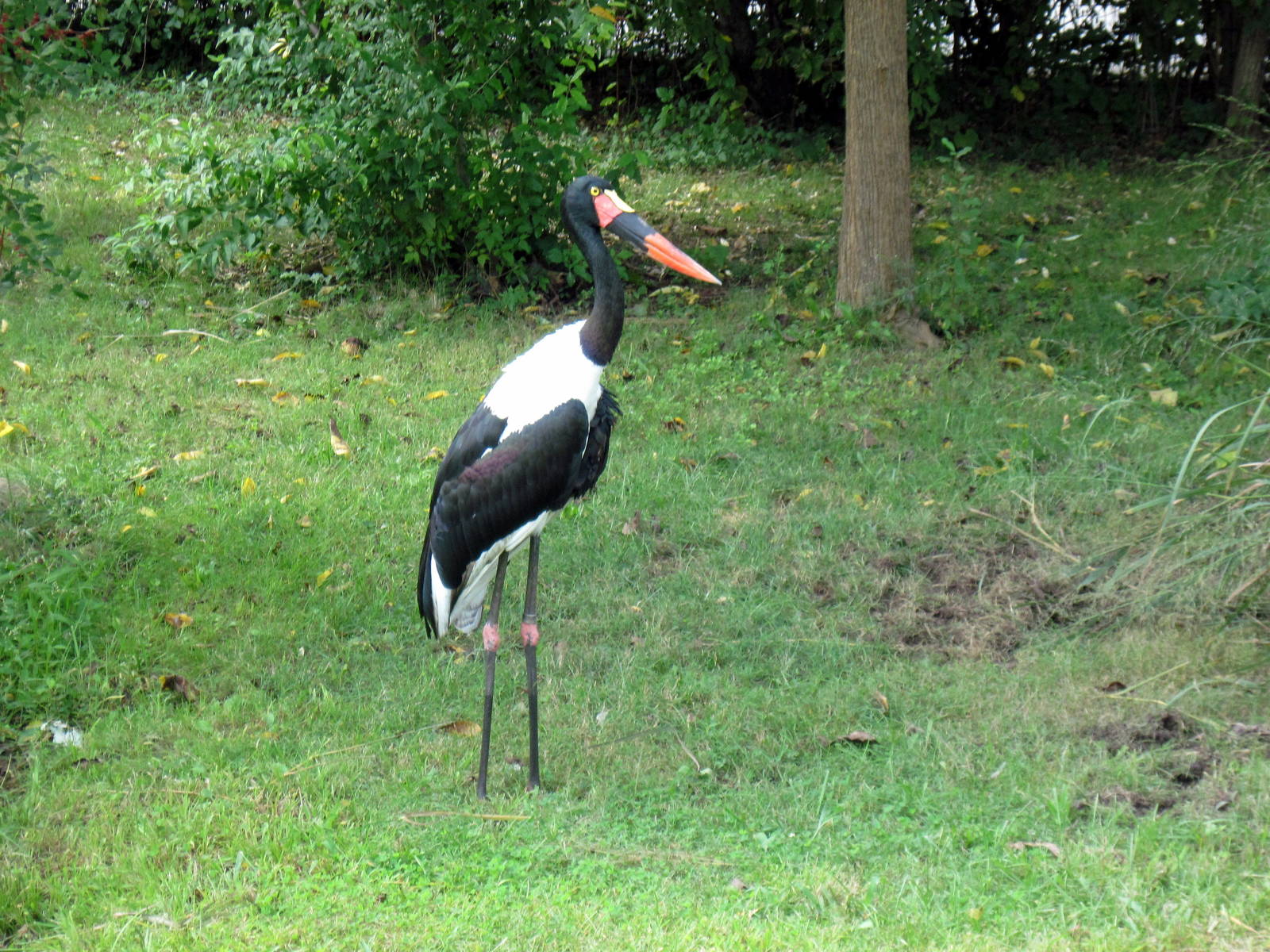 Africa-Saddle-billed Stork