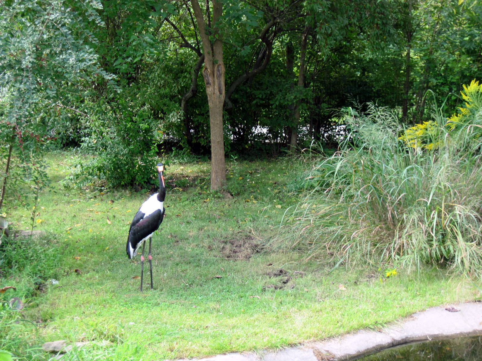 Africa-Saddle-billed Stork