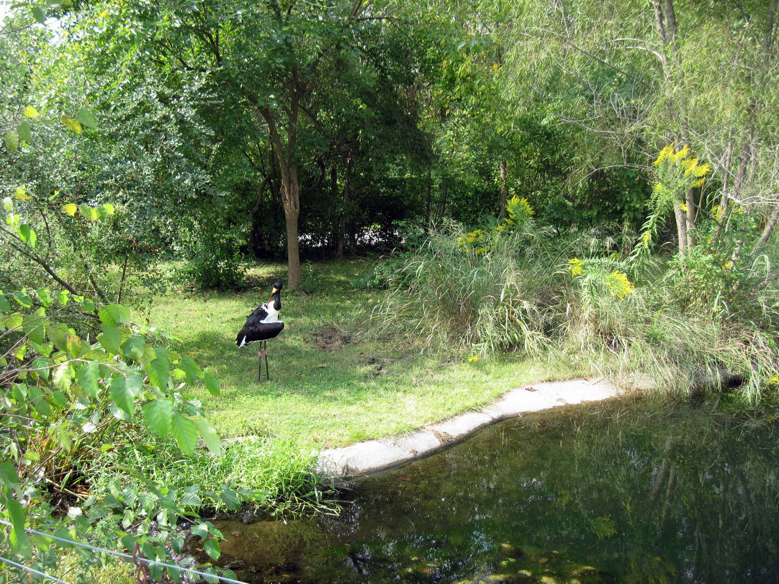 Africa-Saddle-billed Stork
