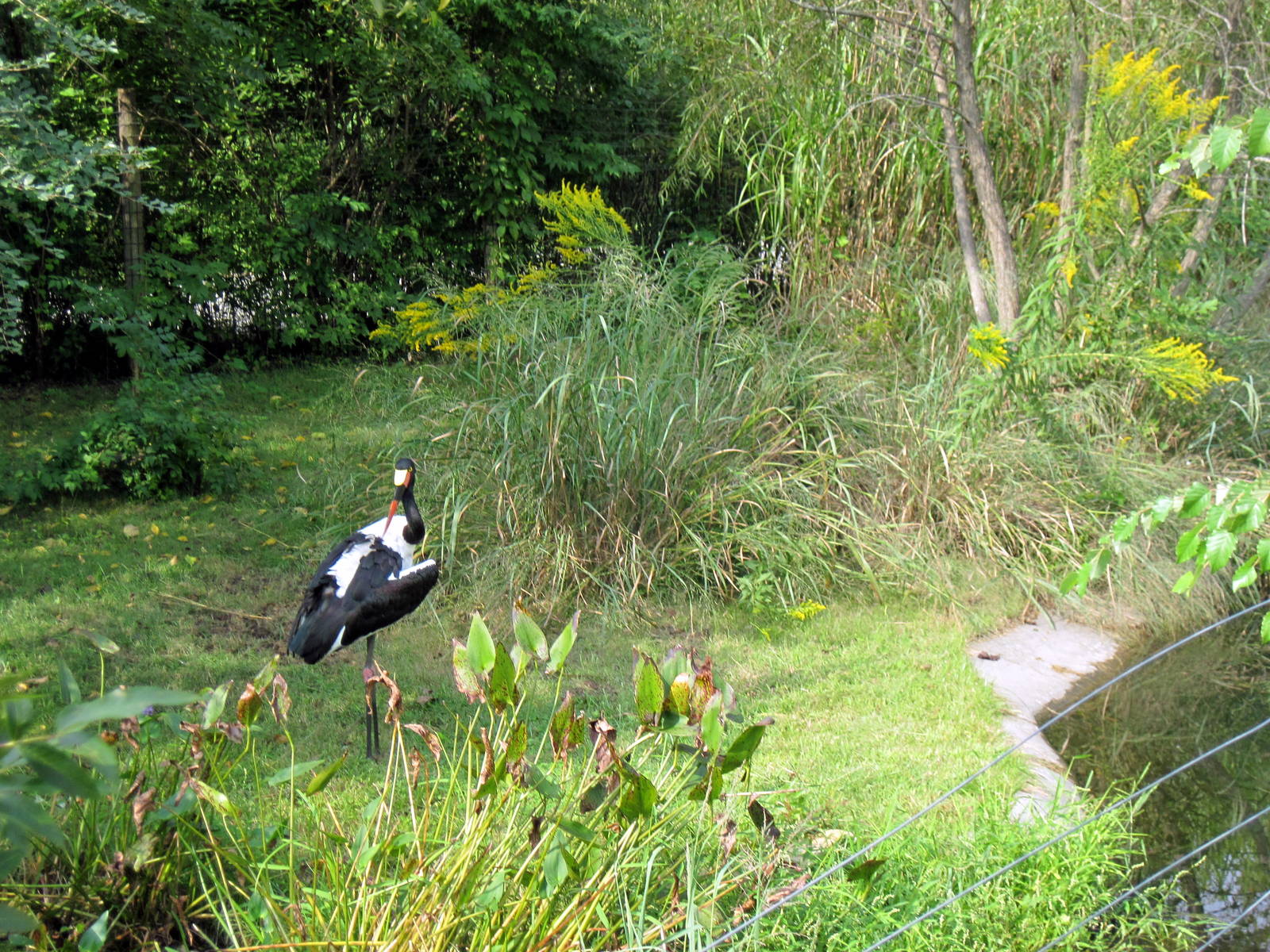 Africa-Saddle-billed Stork