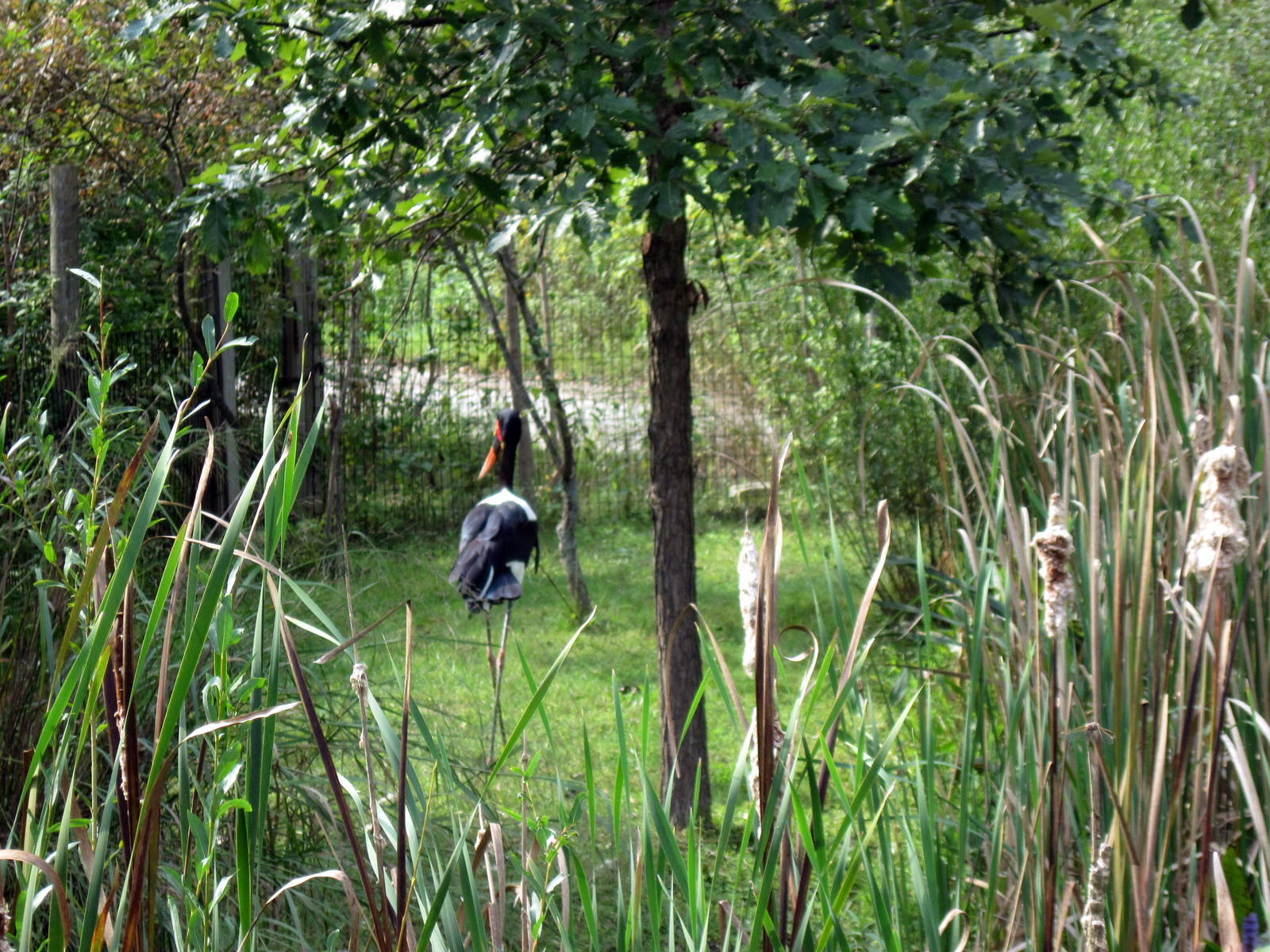 Africa-Saddle-billed Stork