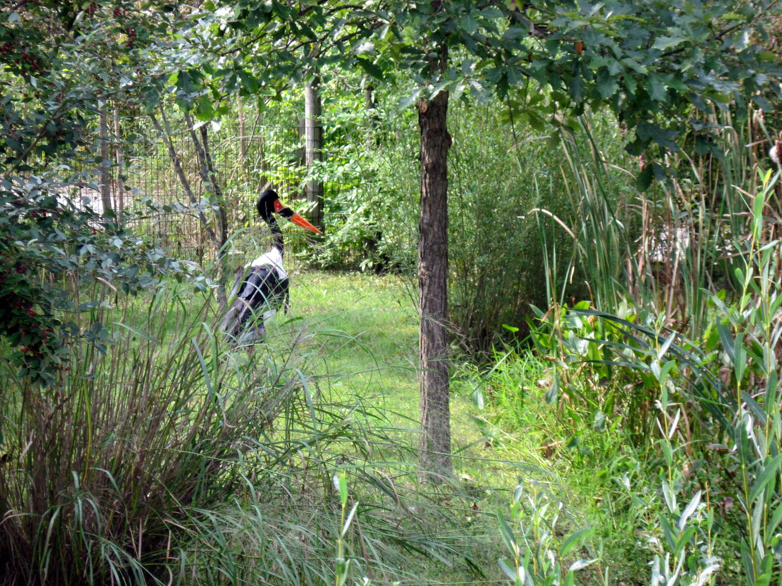Africa-Saddle-billed Stork