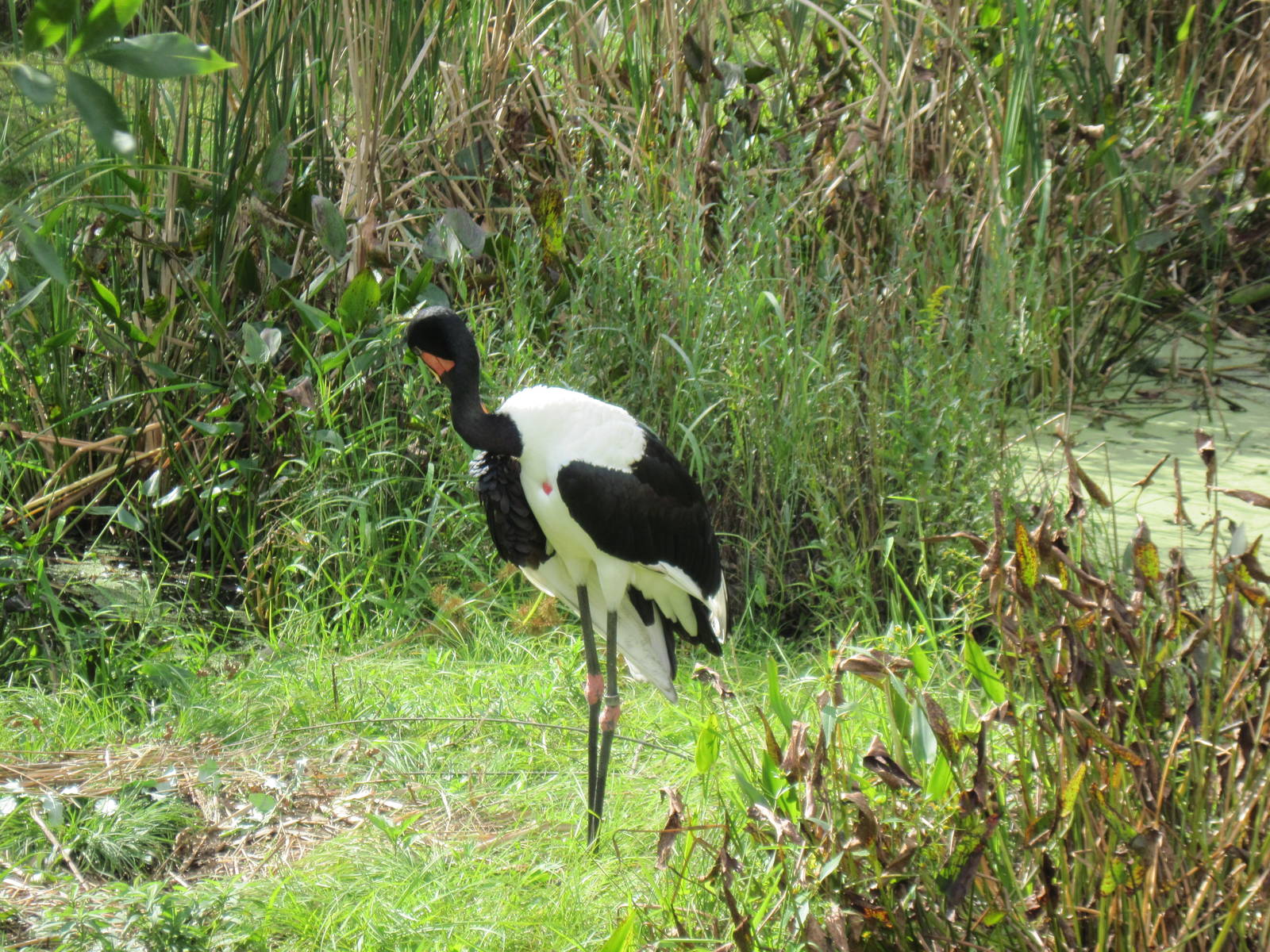 Africa-Saddle-billed Stork