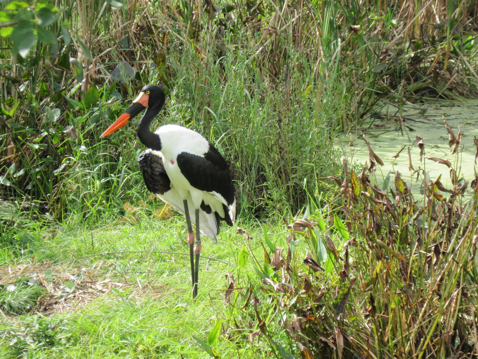 Africa-Saddle-billed Stork