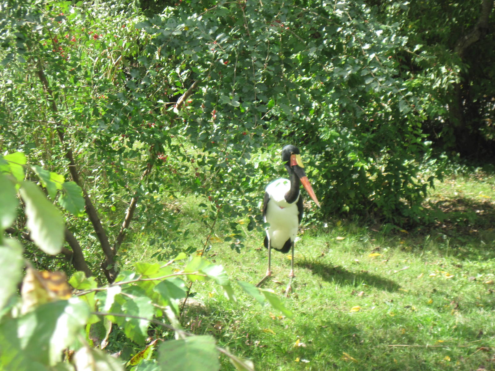 Africa-Saddle-billed Stork