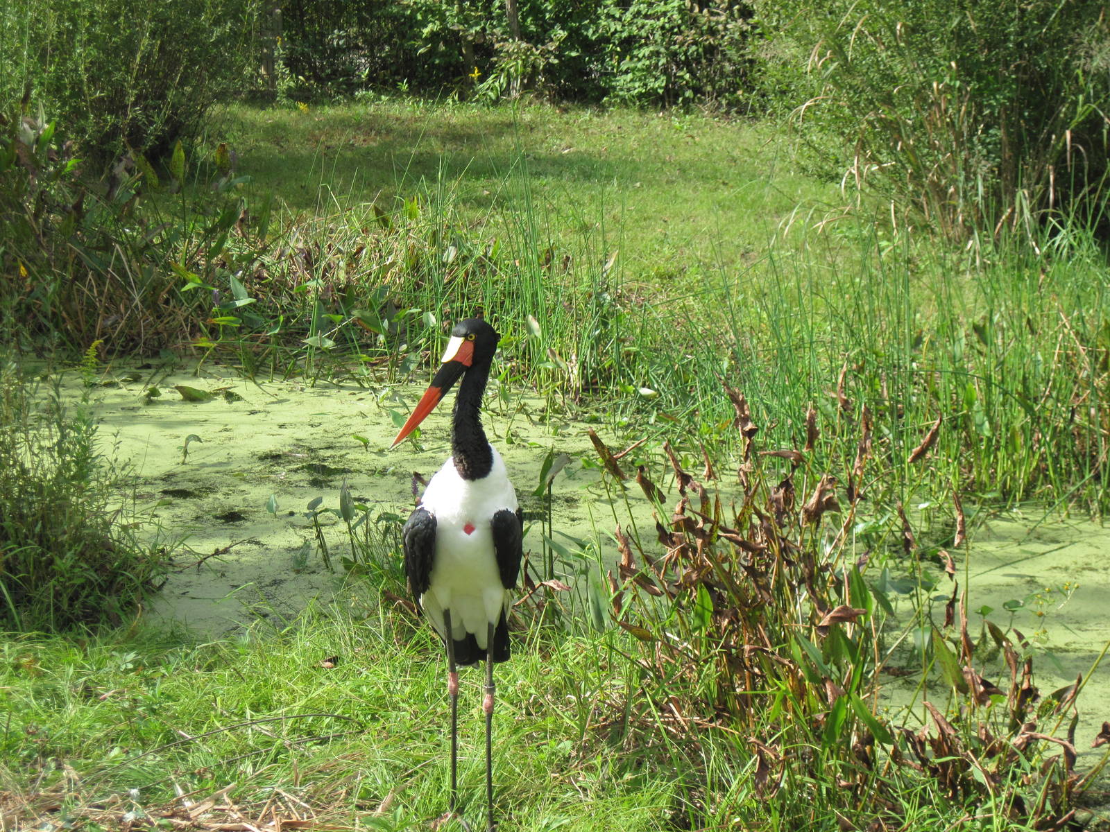Africa-Saddle-billed Stork
