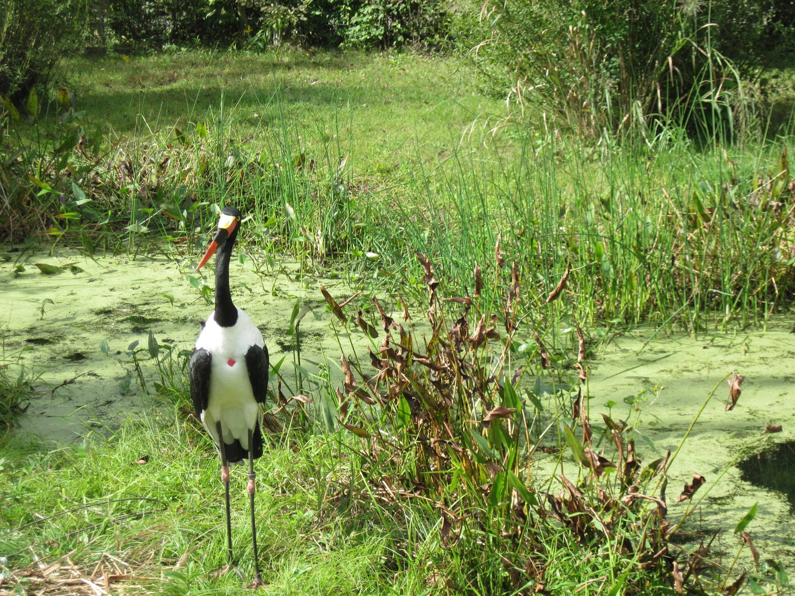 Africa-Saddle-billed Stork