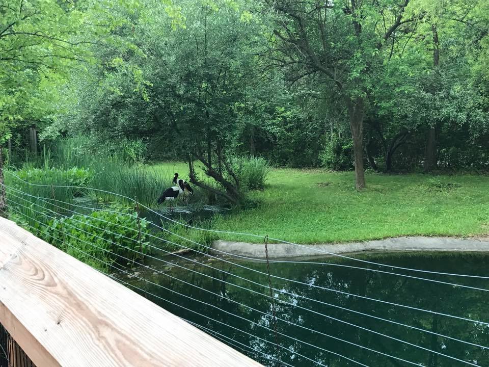 Africa- Saddle-Billed Stork