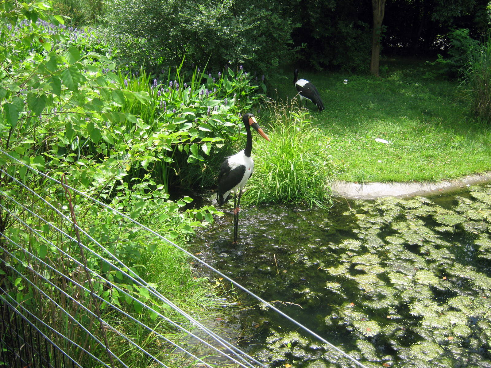 Africa-Saddle-billed Storks