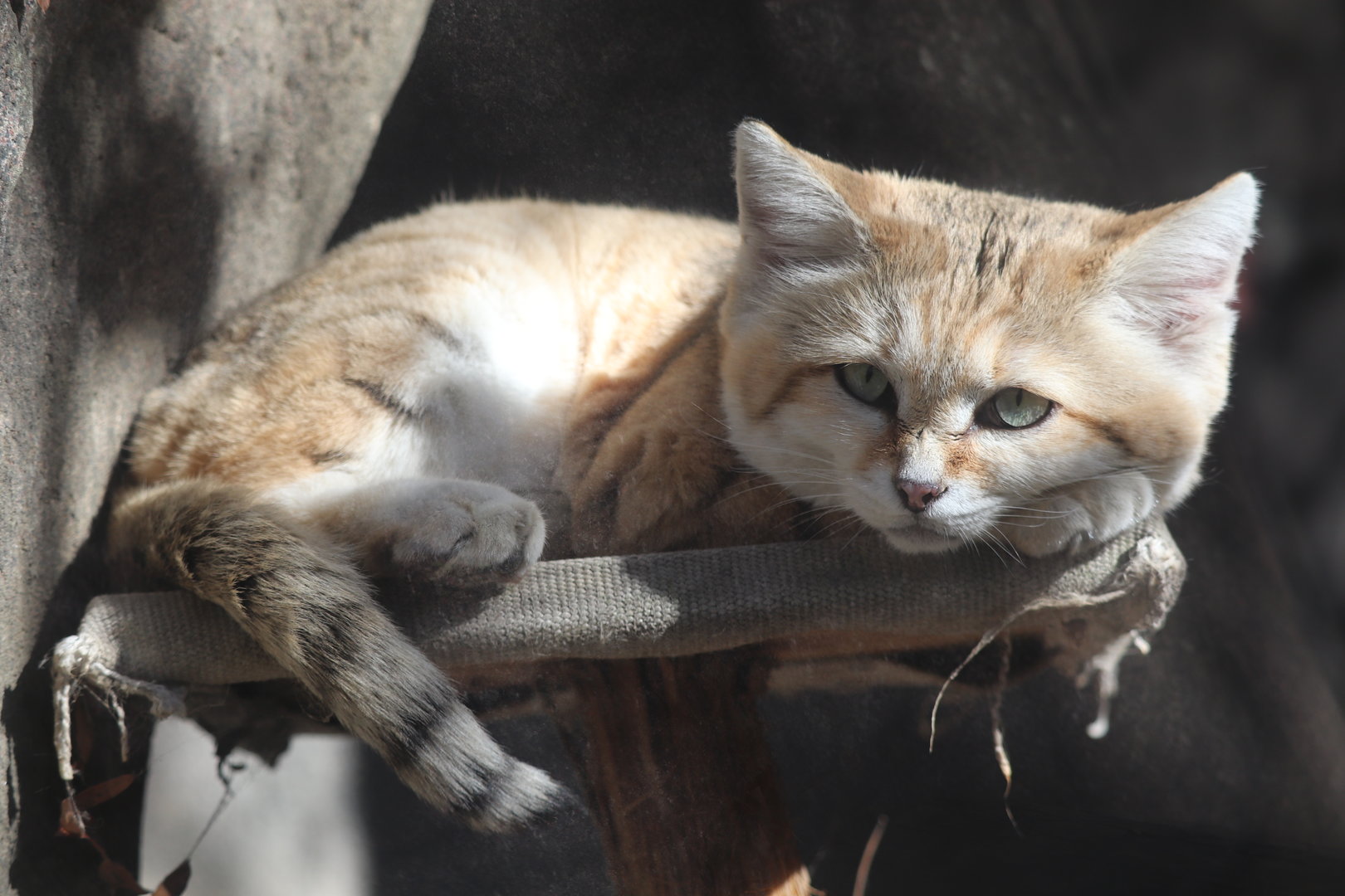 Africa - Sand Cat