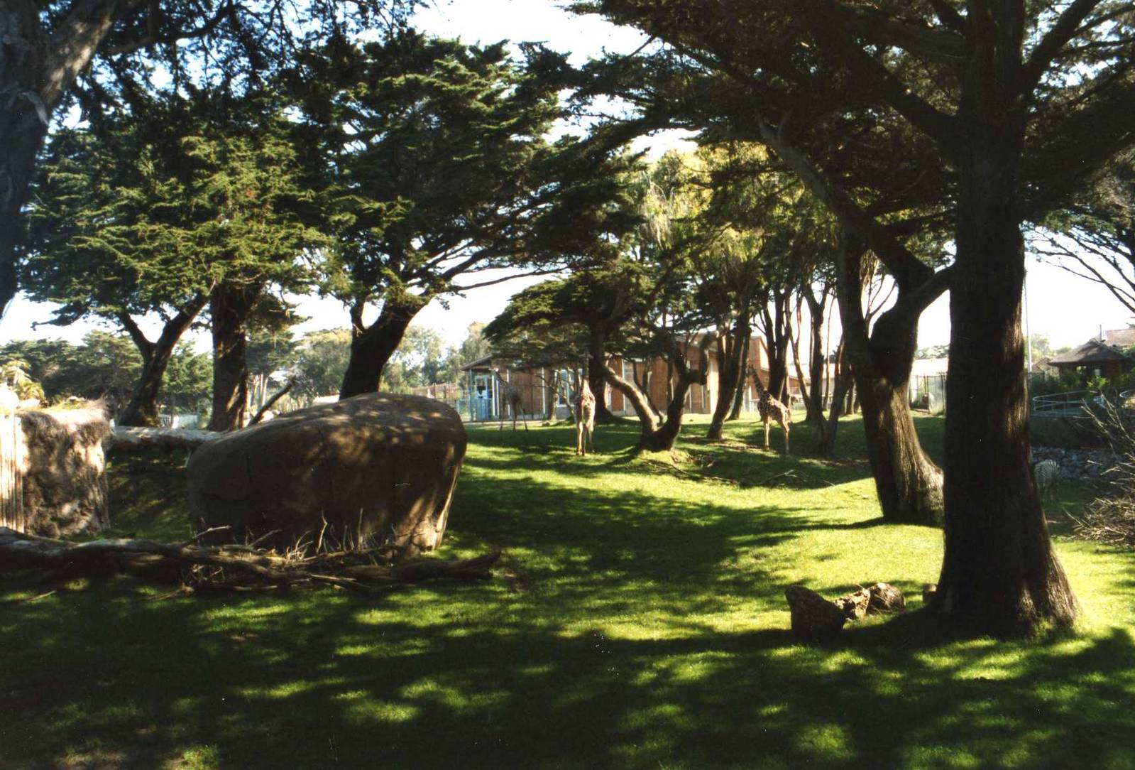 Africa Sannah Wood Side