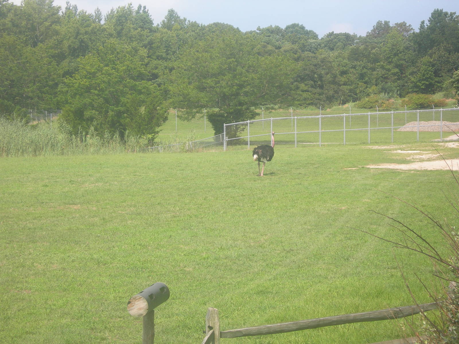 Africa Savanna Exhibit