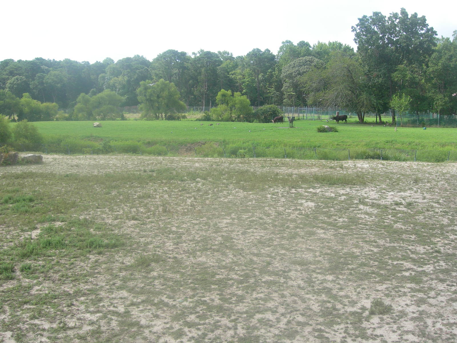 Africa Savanna Exhibit