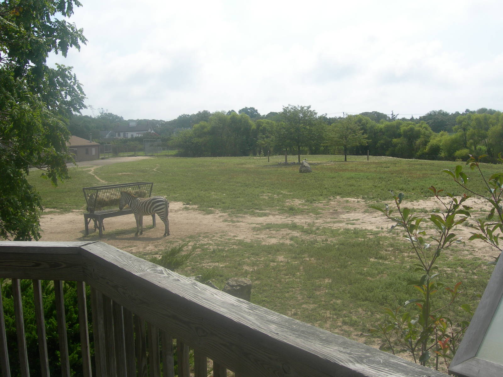 Africa Savanna Exhibit