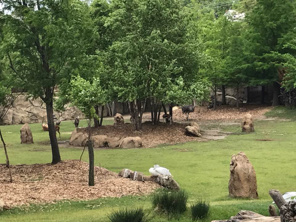 Africa- Savanna (Impala, Thomson's Gazelle, Lesser Kudu, Ostrich, Birds)