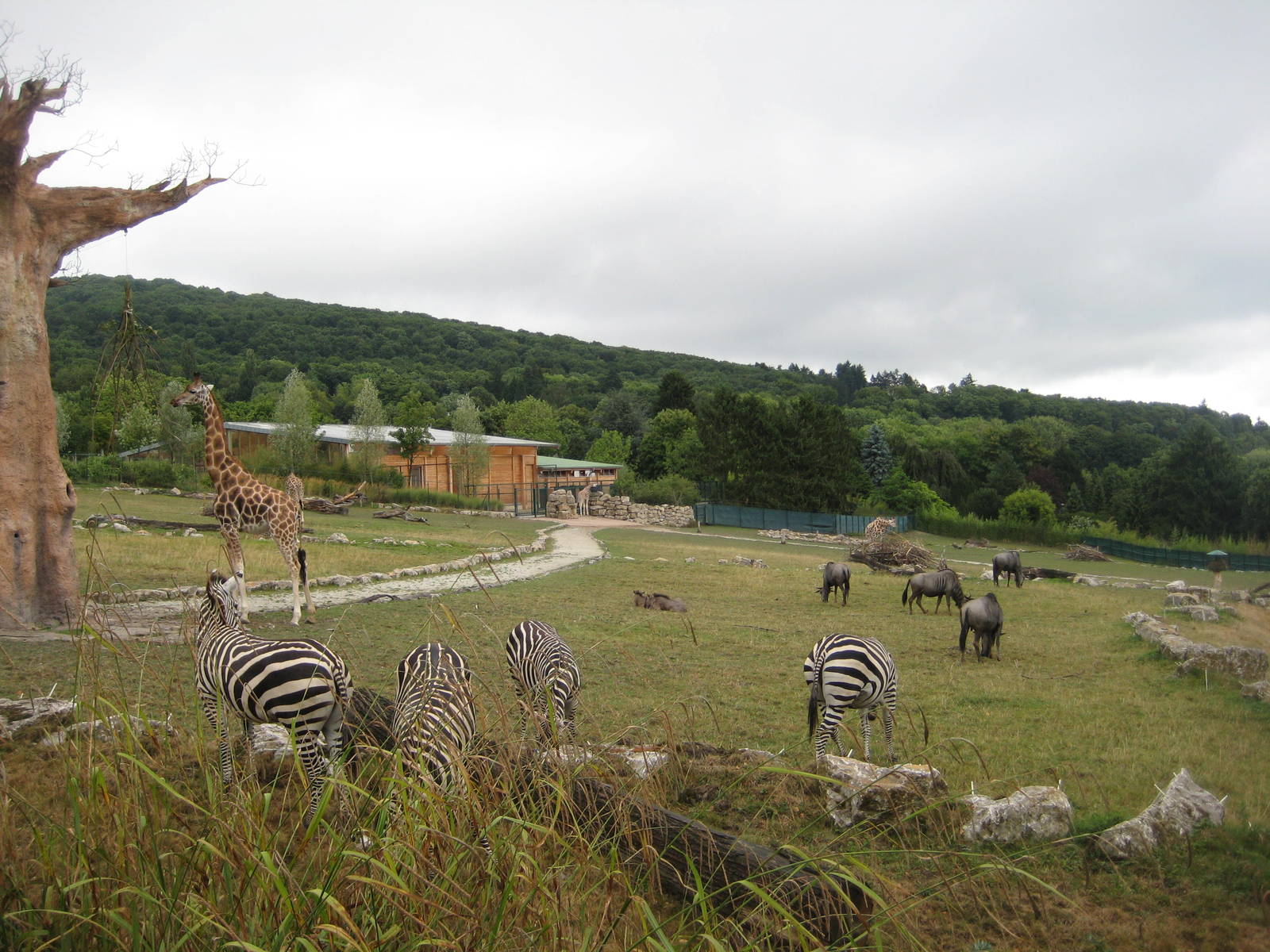 Africa savannah with stall