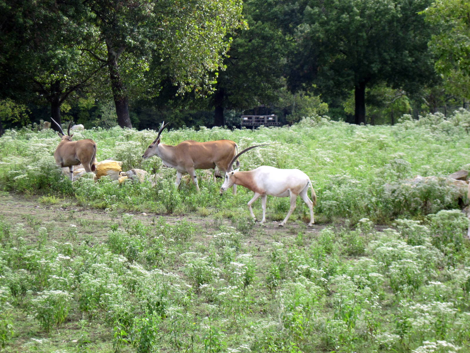 Africa-Scimitar-horned Oryx and Common Elands on Plains