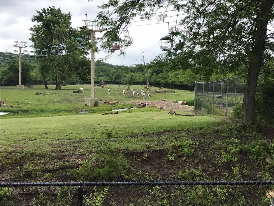 Africa- Scimitar-Horned Oryx/Eland/Lesser Kudu/Springbok