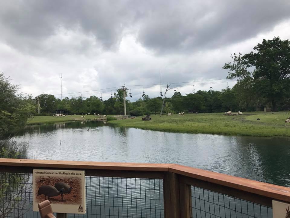 Africa- Scimitar-Horned Oryx/Eland/Lesser Kudu/Springbok