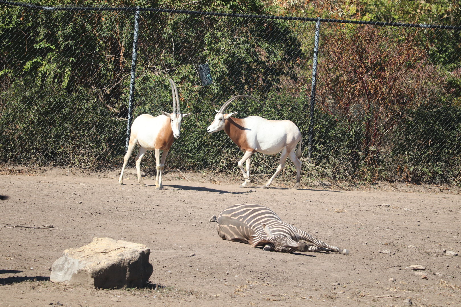 Africa - Scimitar-Horned Oryx - Grant's Zebra