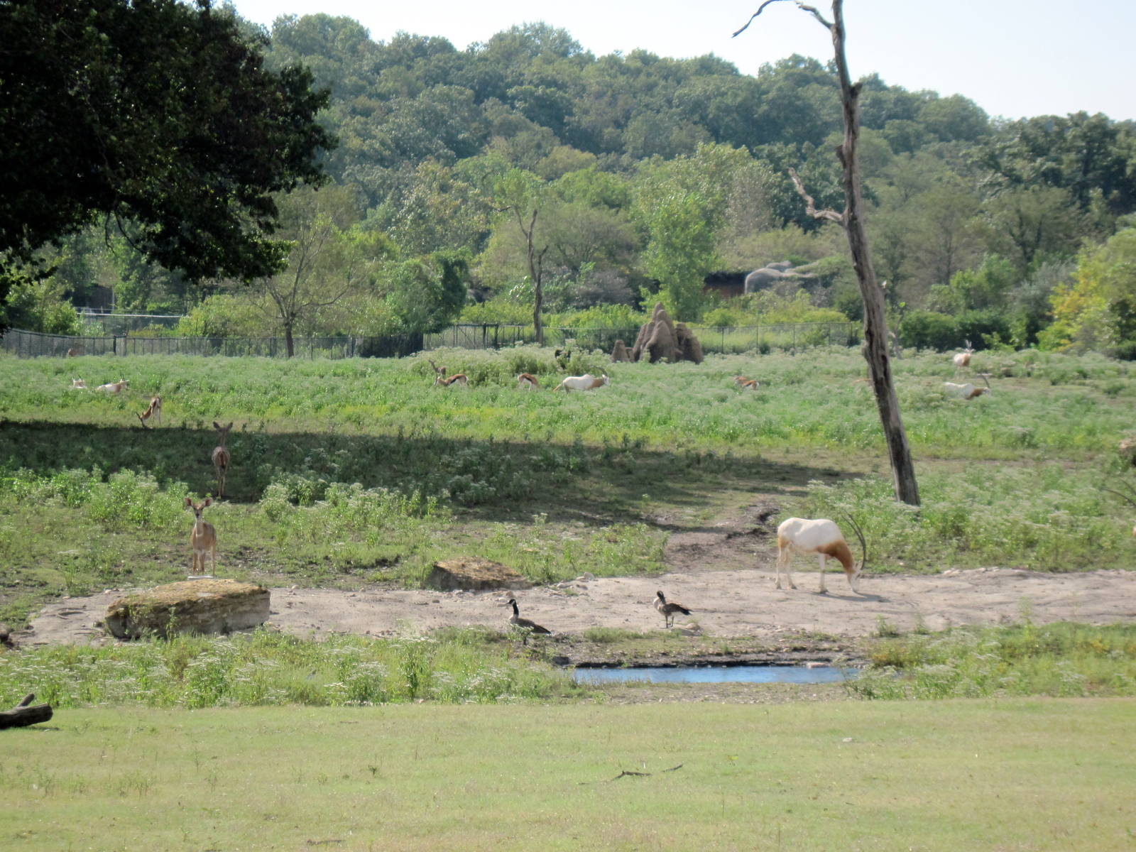Africa-Scimitar-horned Oryx on Plains