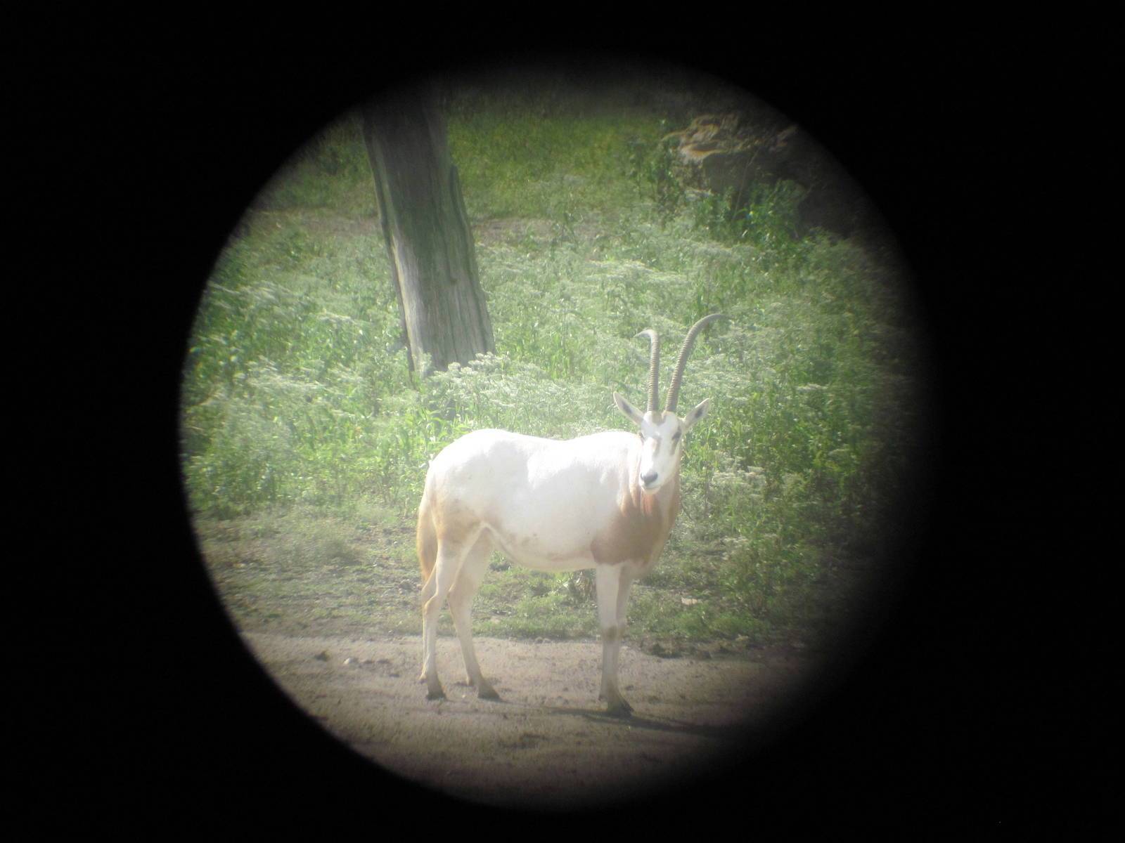Africa-Scimitar-horned Oryx